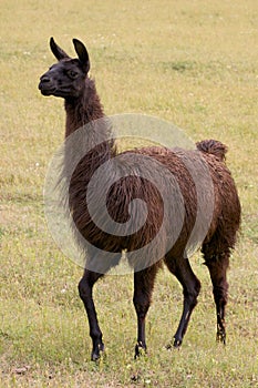 Llama