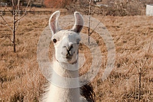 Llama