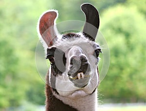 Llama photo