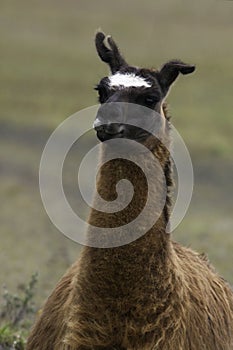 Llama