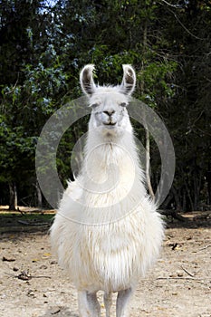 Llama