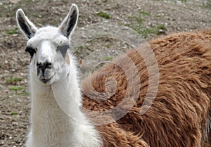 Llama