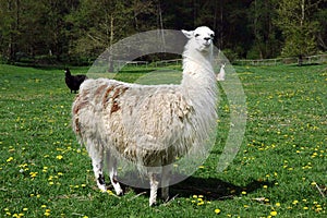 Llama photo