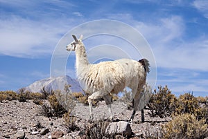 Llama