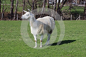 Llama