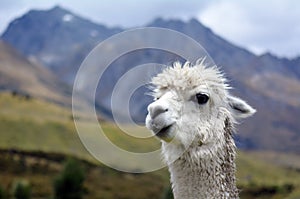 Llama