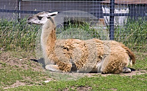 llama