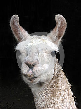 Llama