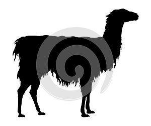 Llama