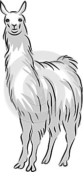 Llama or alpaca