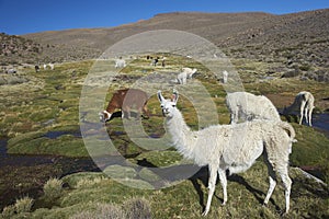 Llama and Alpaca on the Altiplano of Northern Chile