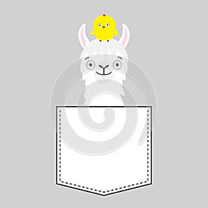 Llama alpaca face head in the pocket. Chicken. Cute cartoon animals. Kawaii character. Dash line. White and black color. T-shirt