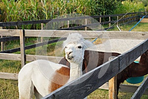 Llama or alpaca on a farm. Country background. Animal wallpaper