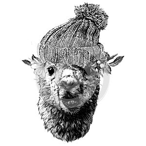 Llama or Alpaca head funny expression of the muzzle with a displaced jaw and an incorrect bite in the cap and protruding leaves an