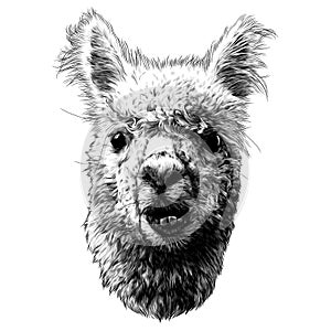 Llama or Alpaca head funny expression of the muzzle with raised ears and displaced jaw and malocclusion