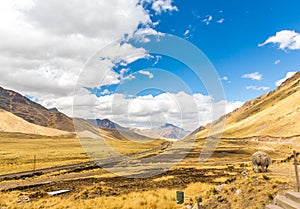 Llama, alpaca herding Road Cusco- Puno,Peru,South America. Sacred Valley of the Incas. Spectacular nature of mountains