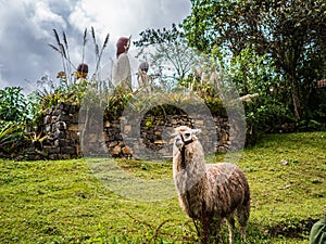 Llama Alpaca at Leymebamba Museum, Peru, South America