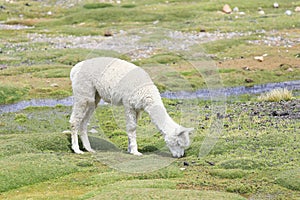 Llama and Alpaca , Peru