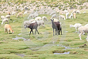 Llama and Alpaca , Peru