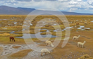 Llama, Alpaca and Vicuna in the Andes, Peru