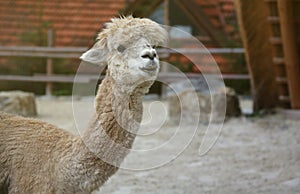 Llama alpaca in the zoo, fluffy and cute animal