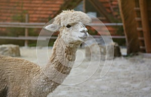 Llama alpaca in the zoo, fluffy and cute animal