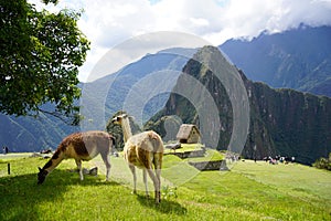 Llama and Alpacas at Machu Picchu.