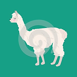 Llama alpaka illustration