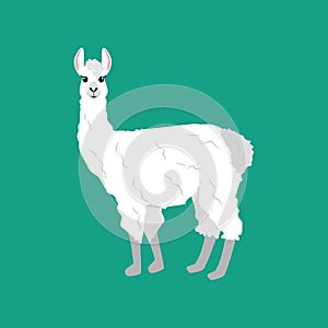 Llama alpaka illustration