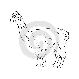 Llama alpaka illustration