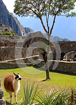 Llama in ancient ruins