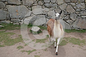 Llama at ancient ruins of Machu Picchu in Peru South America