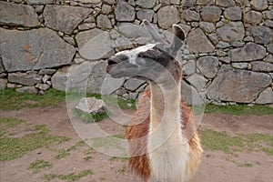 Llama at ancient ruins of Machu Picchu in Peru South America