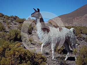 llama of the Andes photo