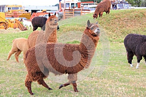 Llama animals on farm