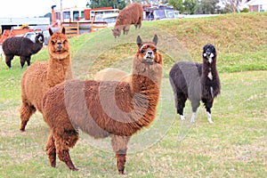 Llama animals on farm