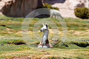 Llama baby with brown white fur resting in grass. typical andean landscape.