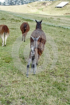 Llama baby and mother at Cochasqui