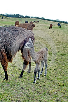 Llama baby and mother at Cochasqui