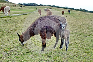 Llama baby and mother at Cochasqui