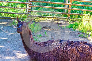 Llama behind beam fence Varna Zoo Bulgaria