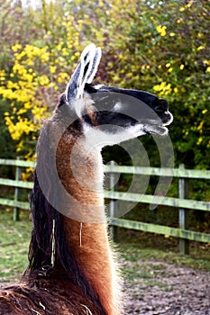 Llama with Black Face