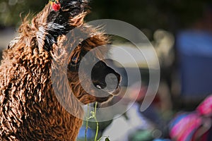 Llama boliviana photo