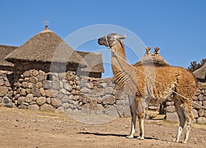 Llama-camel