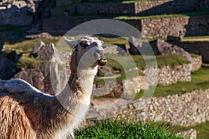 Llama chewing the grass with the terrace of Machu Picchu as a ba