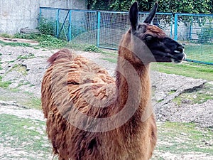 Llama at Cocora Valley, Quindio, Colombia. South Amercia animals.