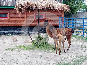 Llama at Cocora Valley, Quindio, Colombia. South Amercia animals. photo