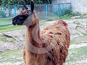 Llama at Cocora Valley, Quindio, Colombia. South Amercia animals. photo
