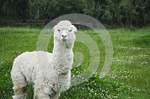 Llama in the countryside of Cuzco photo