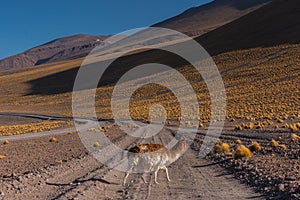 Llama Crosses Road in Altiplano Region of Bolivia